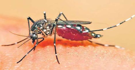 dengue-fever-mosquito-21