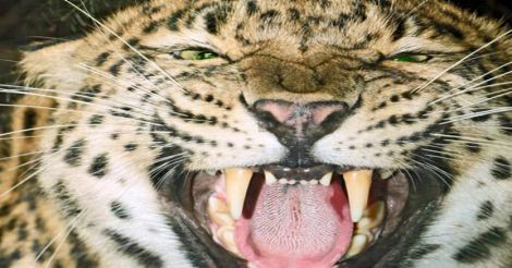 leopard-attack