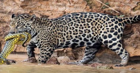jaguar-yellow-anaconda2