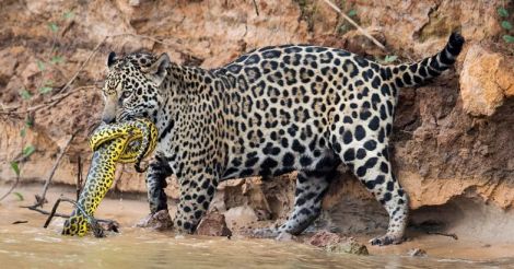 jaguar-yellow-anaconda2.jpg.image.784.410