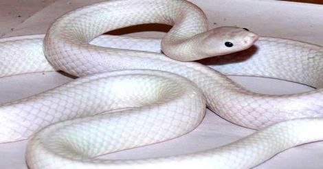 albino-snake