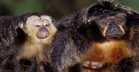 amazon-monkey
