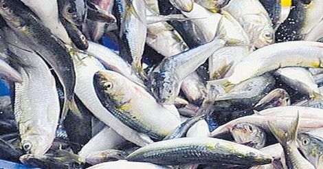 kannur-fish-name